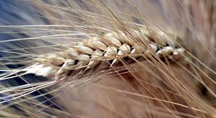 Çinli bilim adamları buğday verimini artırmak için  yeni gen buldu